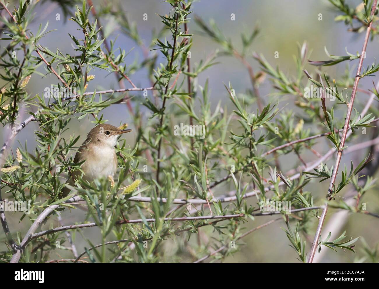 Adult Large-billed Reed-warbler (Acrocephalus orinus) perched in a small bush in Tajikistan. One of world’s least known species of bird. Stock Photo