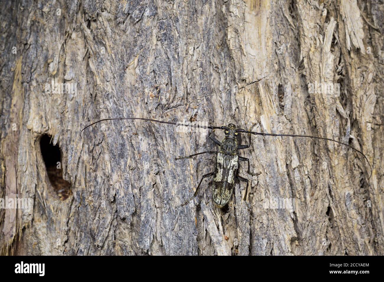 City Long-horn Beetle (Aeolesthes sarta) in forest in Tajikistan. Sitting on the bark of an old tree. Stock Photo