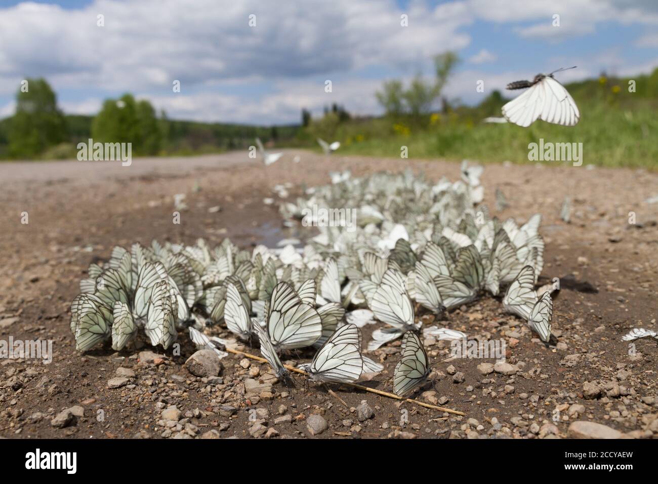 Large numbers of Black-veined White (Aporia crataegi) on a local dirt road in Kazakhstan, Stock Photo