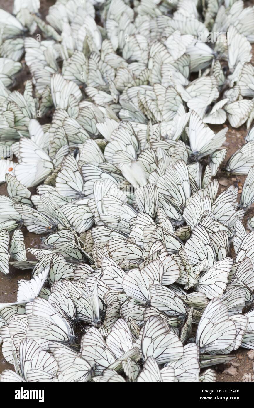 Large numbers of Black-veined White (Aporia crataegi) on a local dirt road in Kazakhstan, Stock Photo