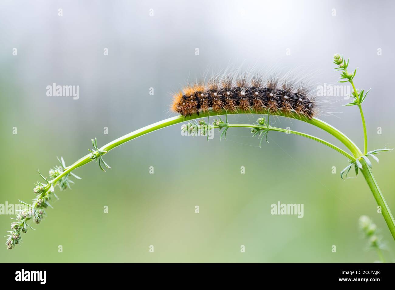 Caterpillar of a Garden Tiger Moth (Arctia caja) in a woodland near lake Baikal in Russia. Walking on a grass stem. Stock Photo