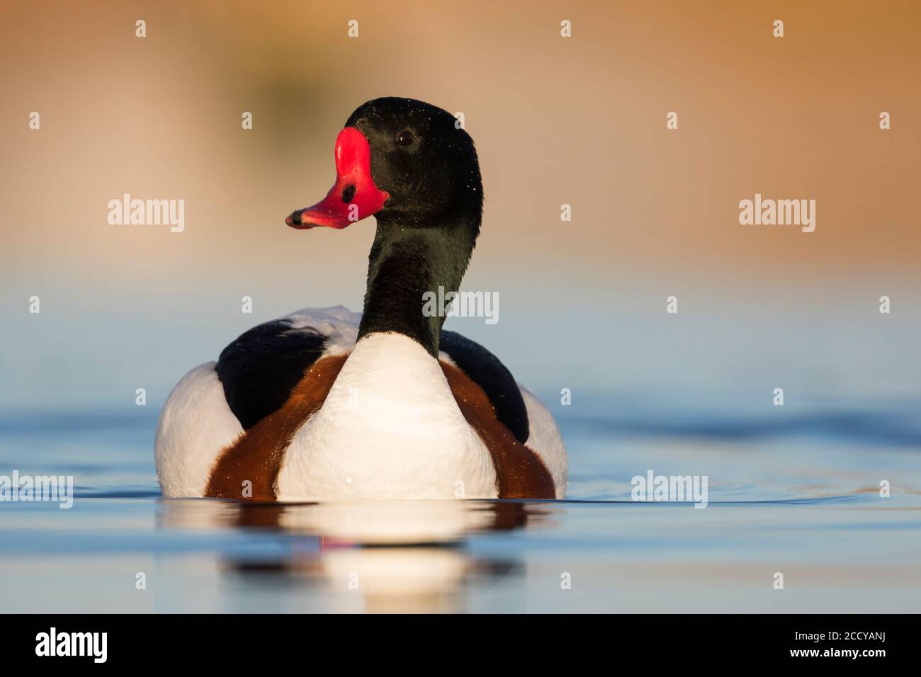 Adult male Common Shelduck (Tadorna tadorna) swimming on a freshwater lake in Spain. Coming towards the photographer. Stock Photo