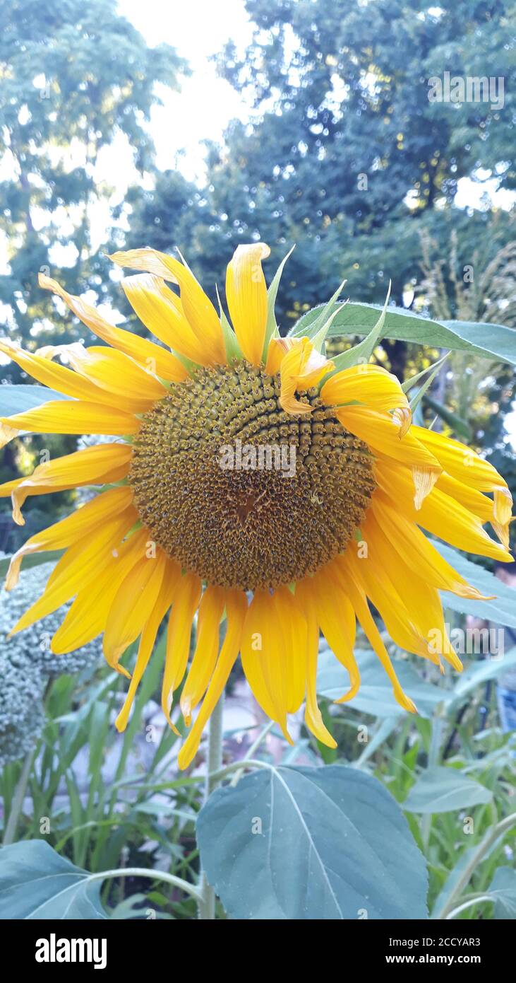 Closeup shot of a sunflower growing under the sunlight Stock Photo - Alamy