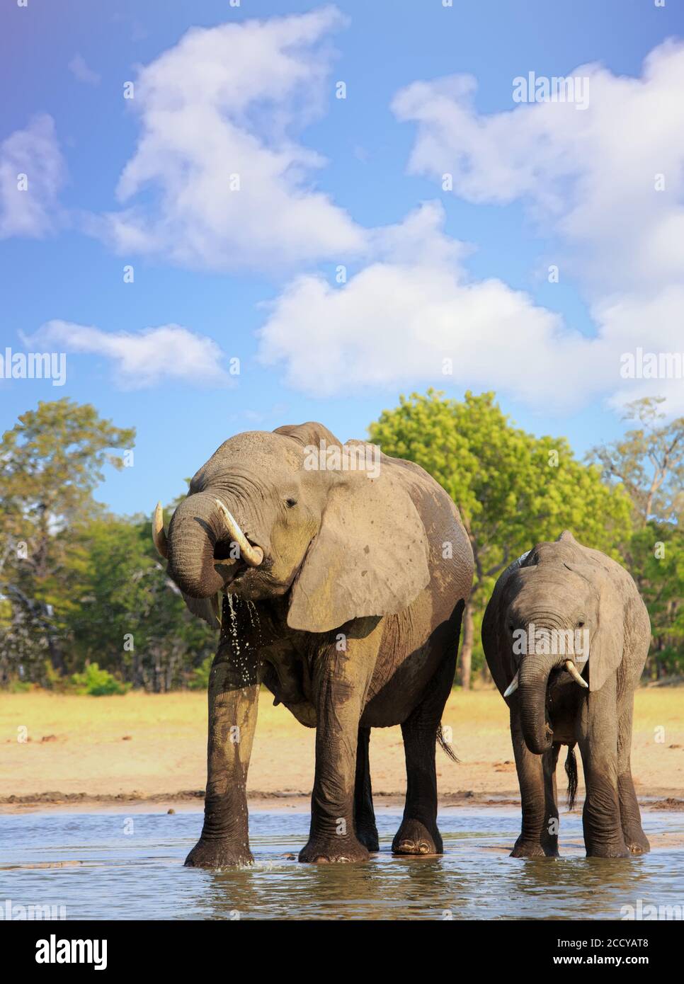 Little and Large Elephant drinking at a waterhole, with trunk curled into mouth with water droplets dripping.  Hwange National Park, Zimbabwe Stock Photo