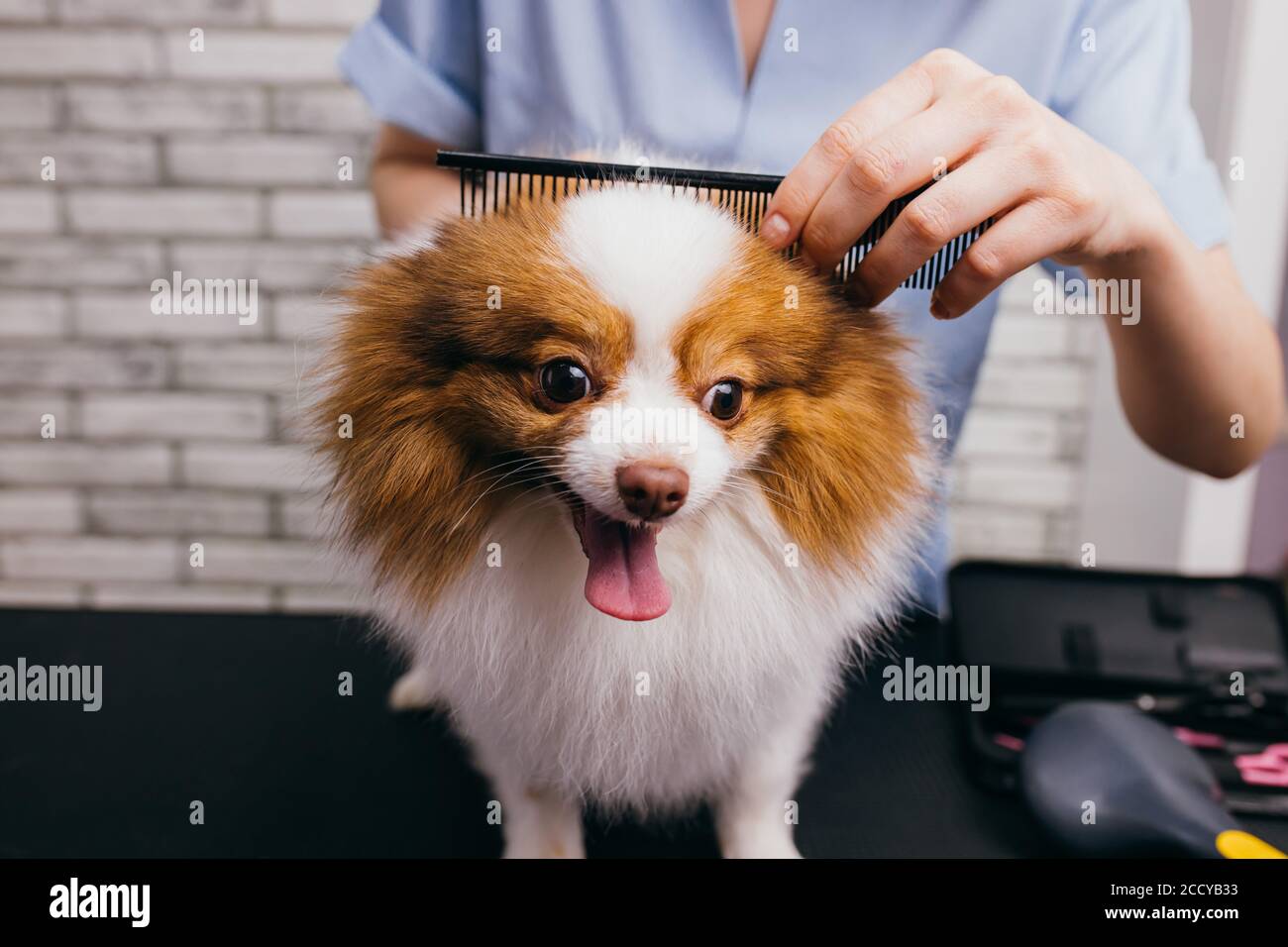 Puppy cuts cheap grooming salon