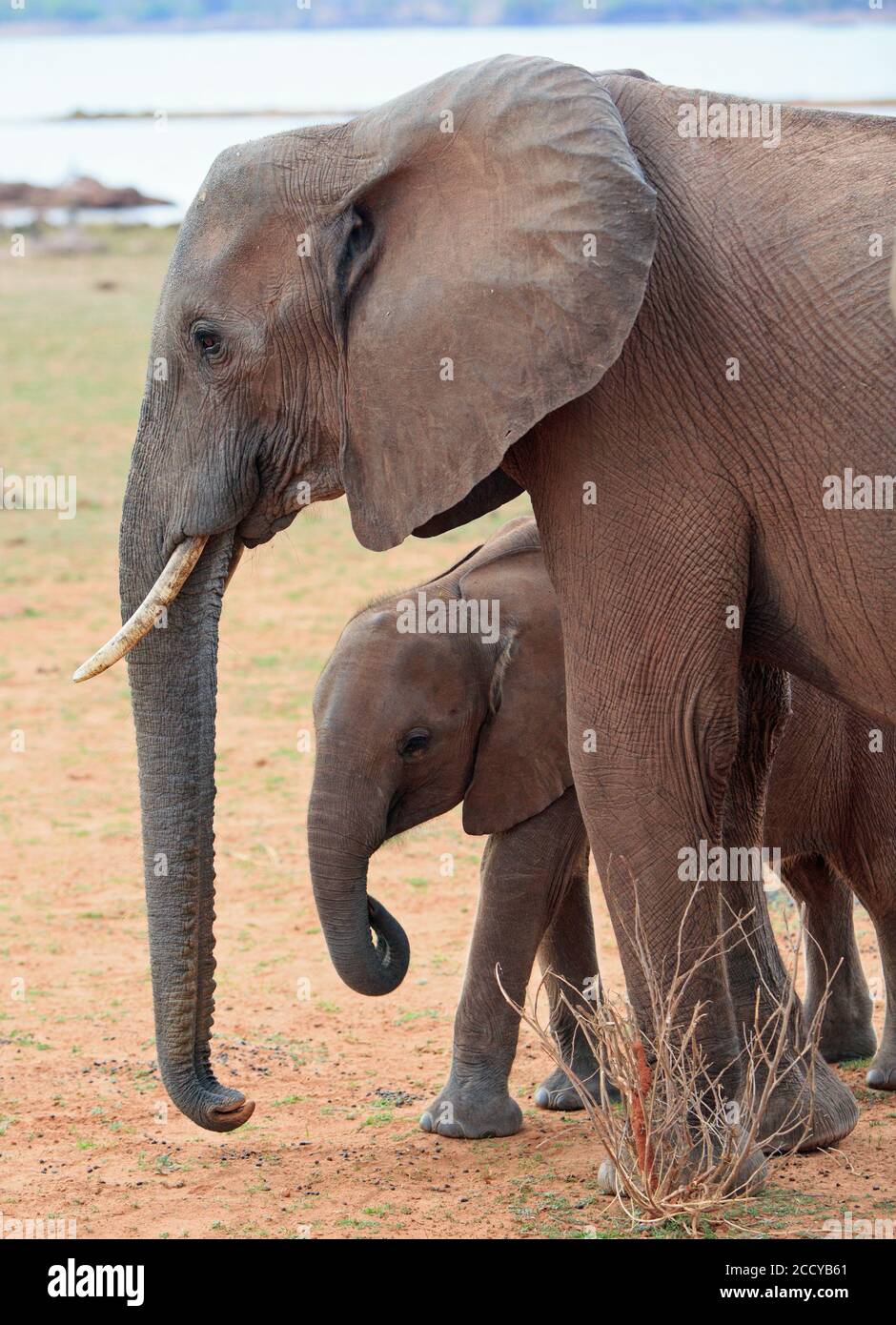 Cute Elephant calf framed by its Mothers trunk Stock Photo