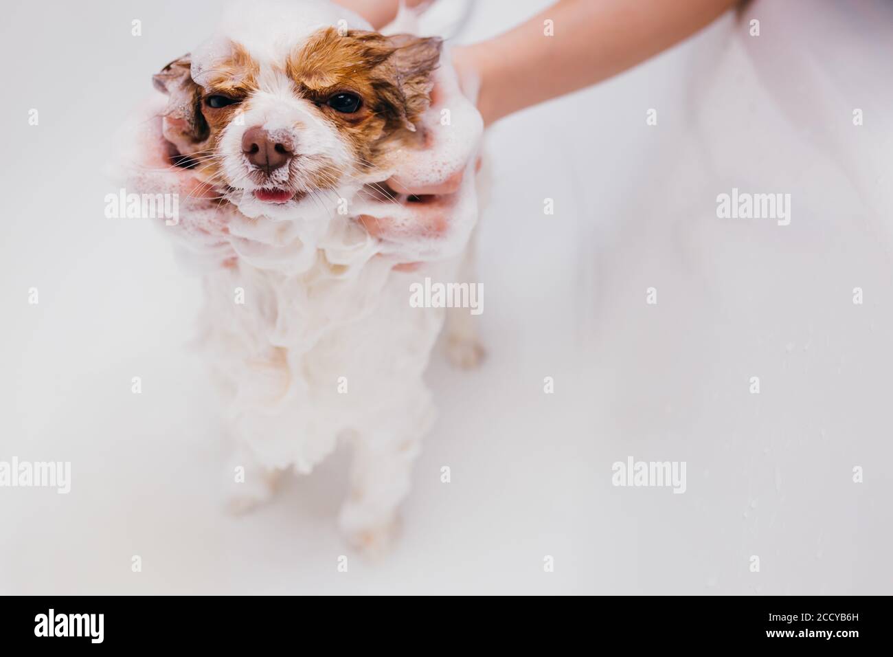 beautiful little pet spitz get shower in bath. puppy before cutting
