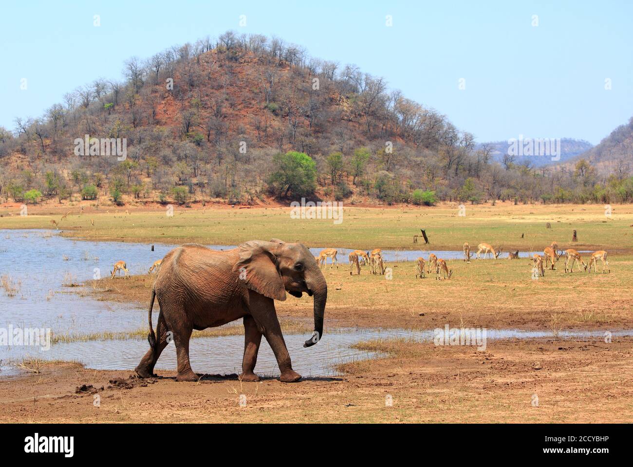 African Elephant on the shireline of Lake Kariba, with a lush green hill and impala grazing in the grss in the background.  Matusadona National Park, Stock Photo