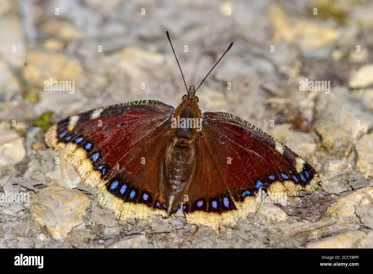 Camberwell beauty butterfly (Nymphalis antiopa) warming in early spring sun after hibernation as imago adult insect. La Brenne, France. Stock Photo