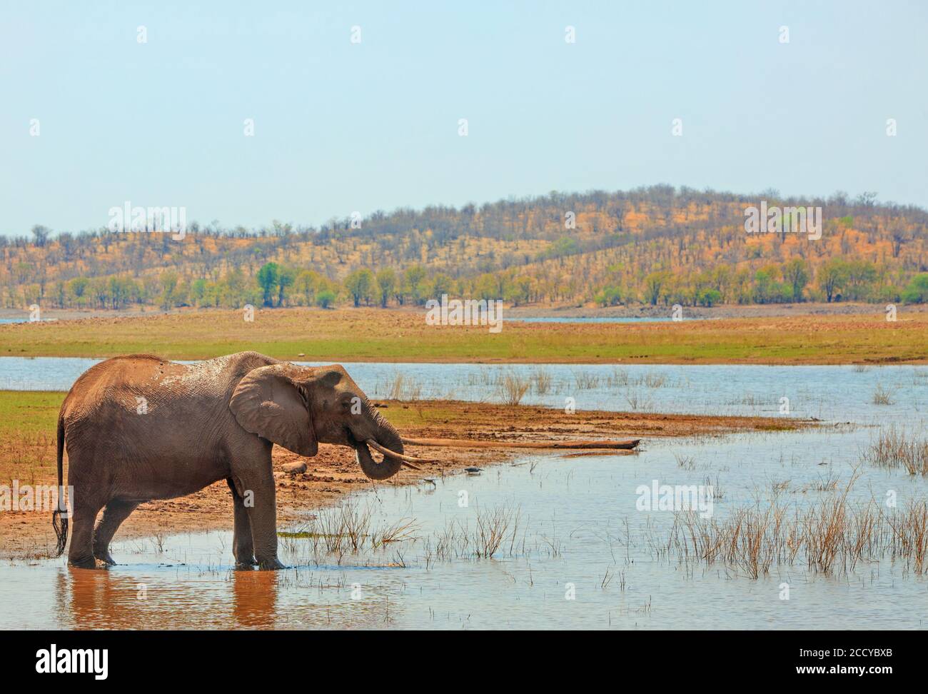 African Elephant standing on the shallow waters edge of Lake Kariba with trunk curled into mouth drinking, with Bumi Hill in the distance, Matusadona Stock Photo