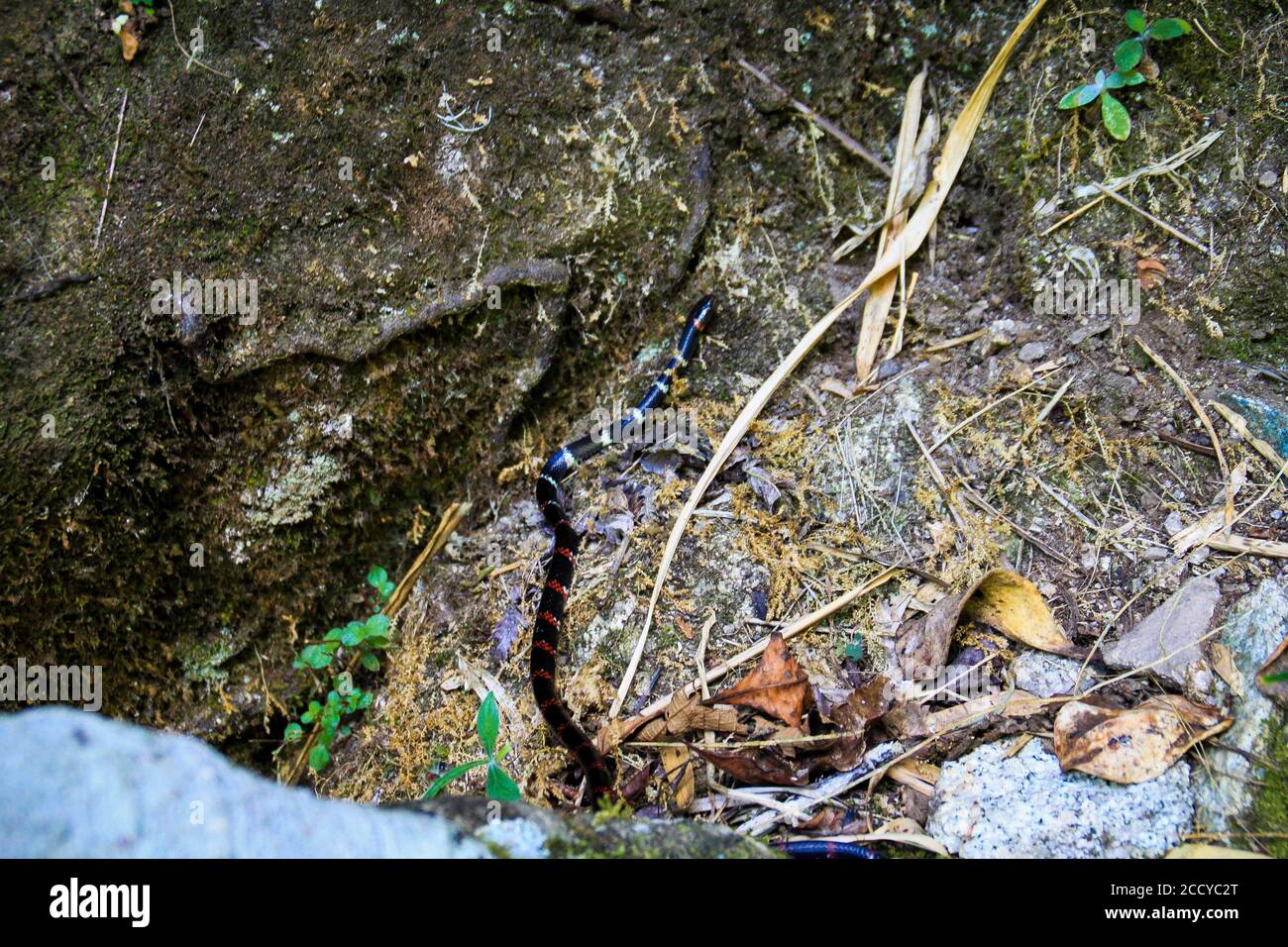 Snake leaves rocks hi-res stock photography and images - Alamy