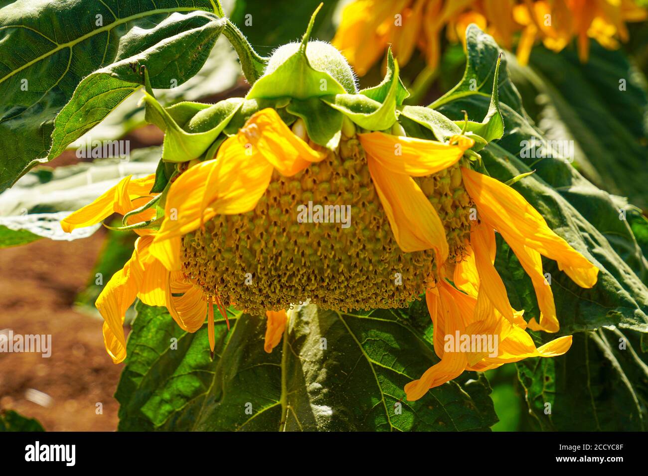 Close up of a flowering yellow sunflower in an agricultural field. Photographed in Israel in June Stock Photo
