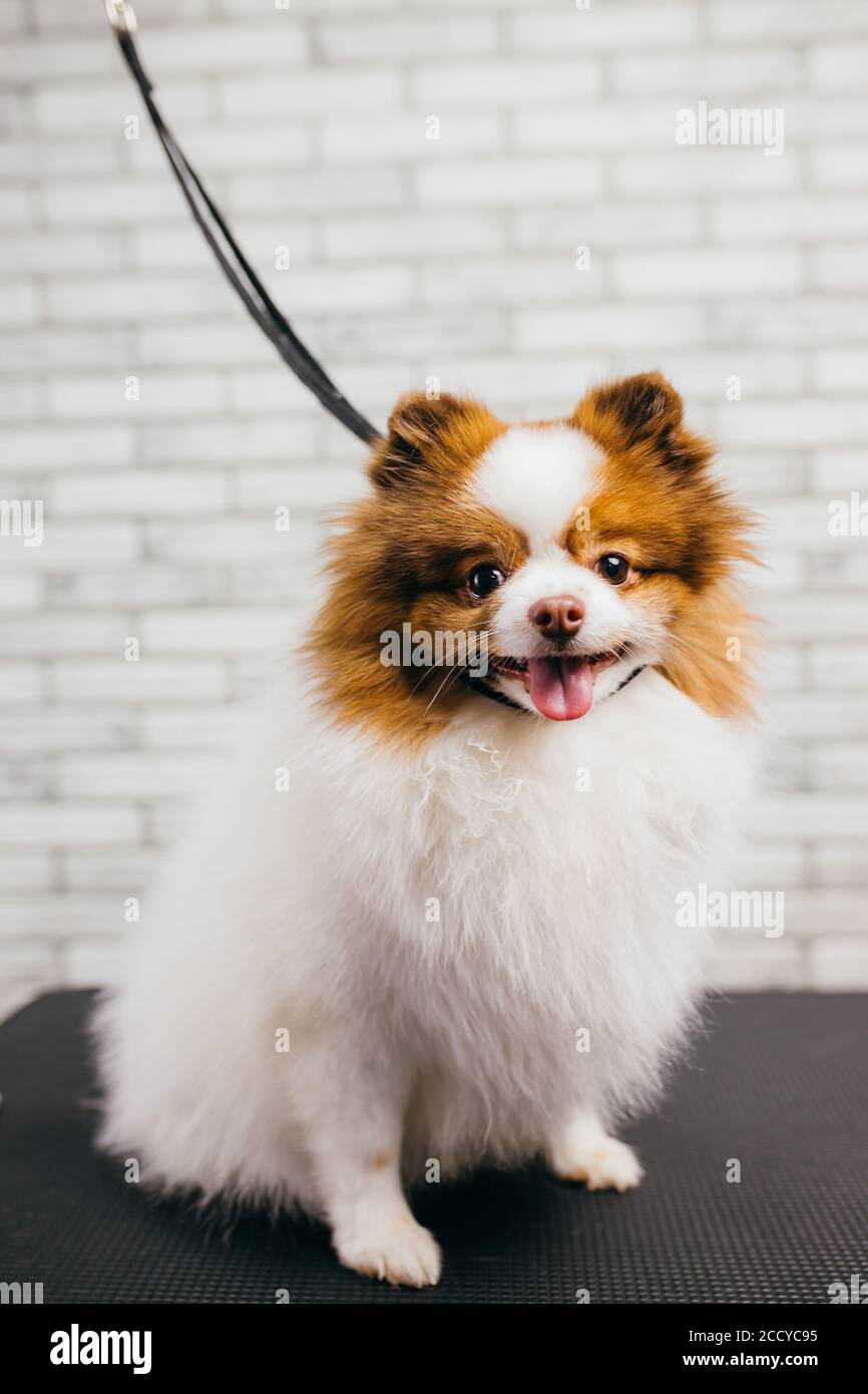 Why Is My Puppys Hair Turning White