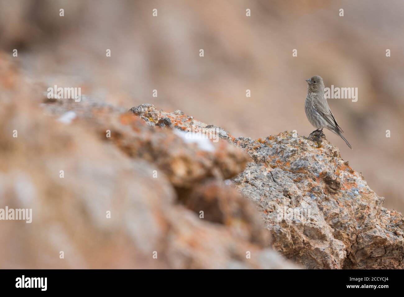 Great Rosefinch (Carpodacus rubicilla) adult female between rocks Stock Photo