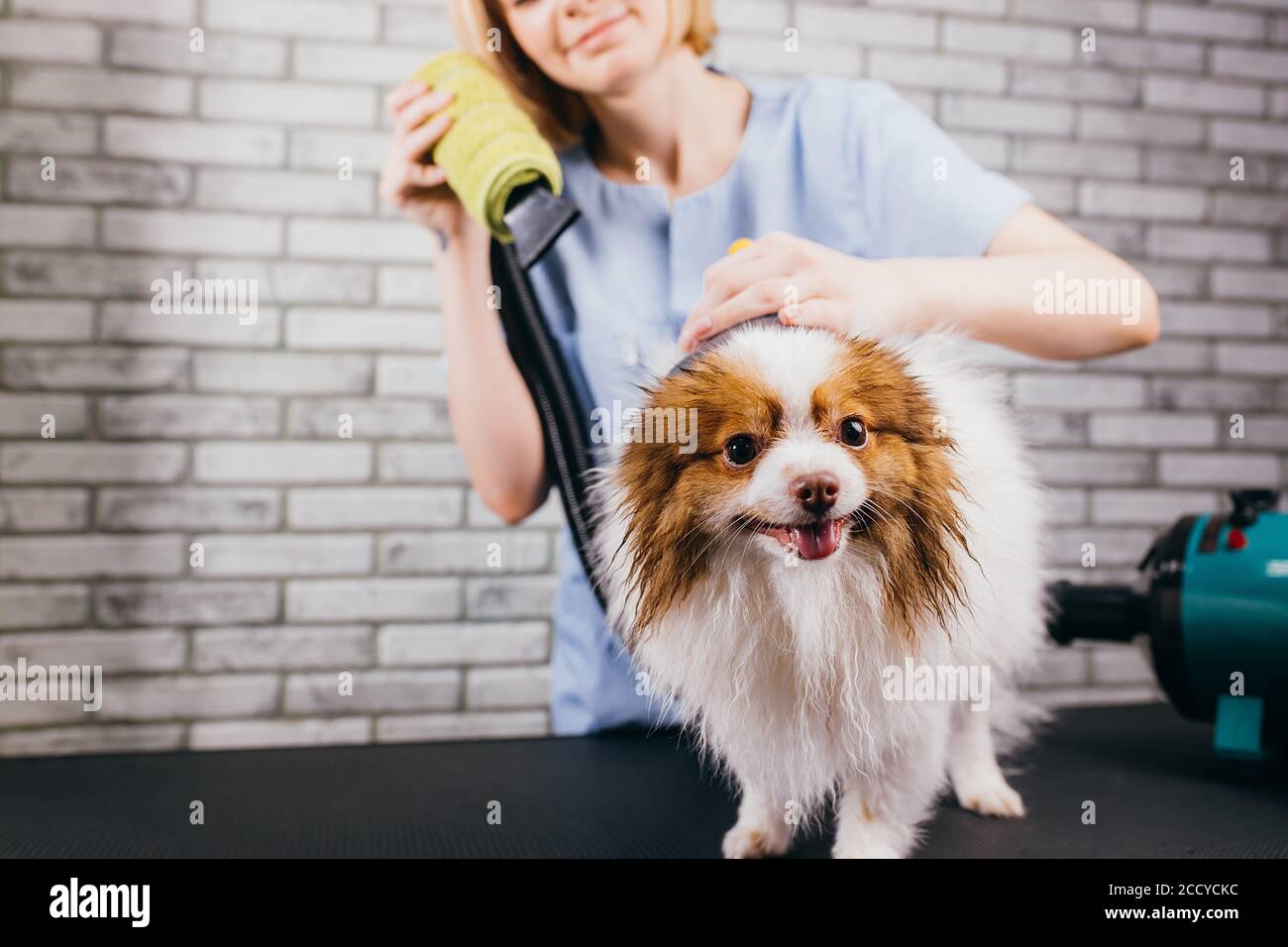 Blow dry for dogs 2025