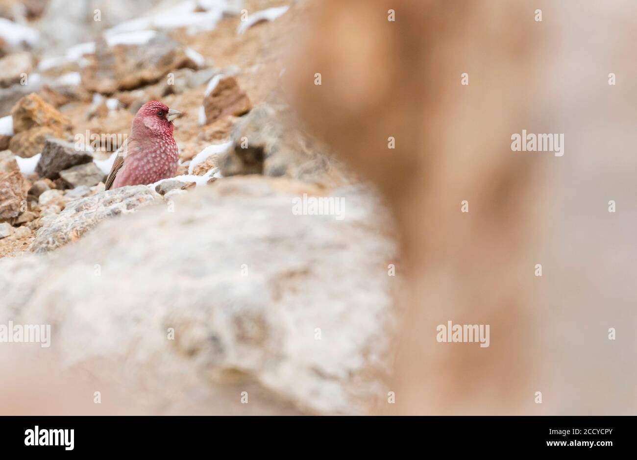 Great Rosefinch - Berggimpel - Carpodacus rubicilla diabolicus, Tajikistan, adult male perched on a rock Stock Photo