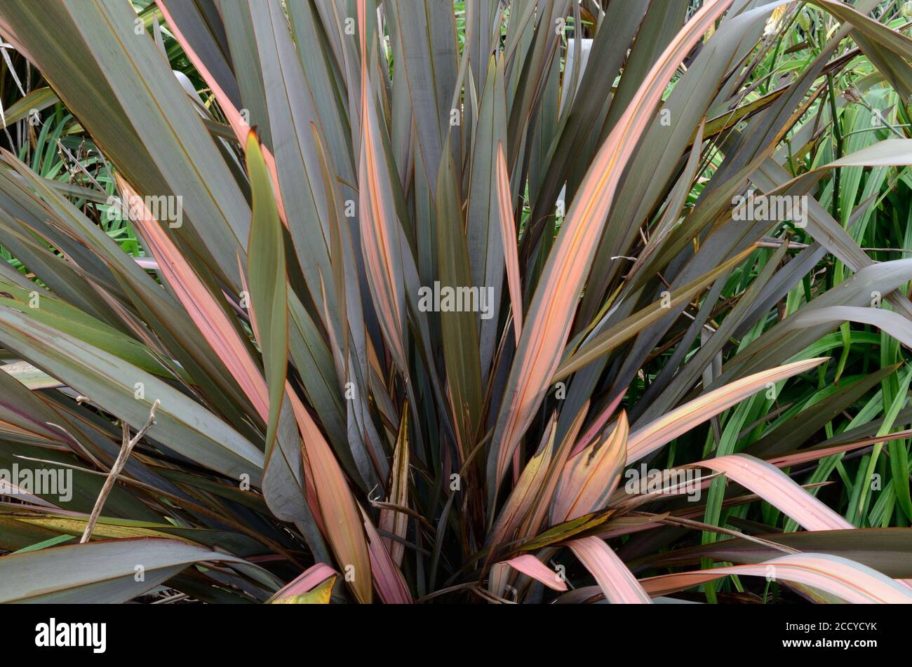 Phormiium jester Flax lily evergreen perennial with long linear pink and green leaves Stock Photo