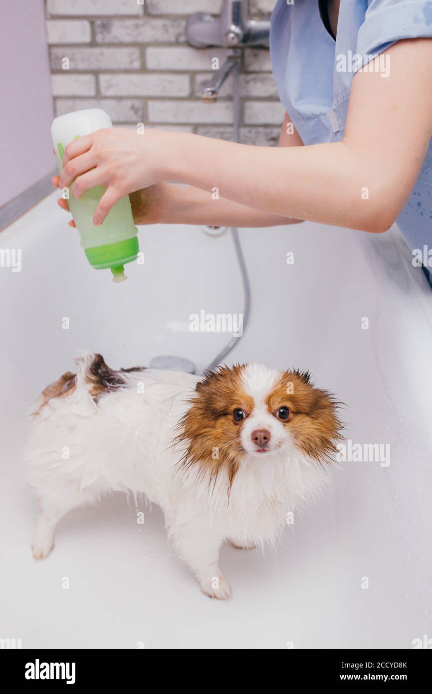 beautiful little pet spitz get shower in bath. puppy before cutting ...