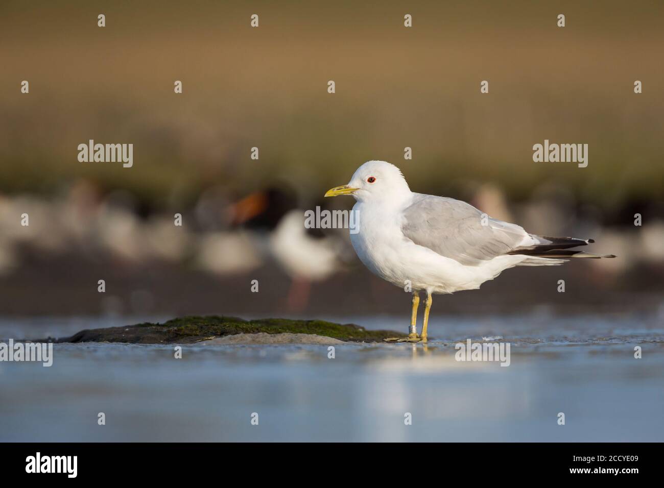 Adult Common Gull (Larus canus canus) resting on a high water staging area in the German Wadden Sea. Stock Photo