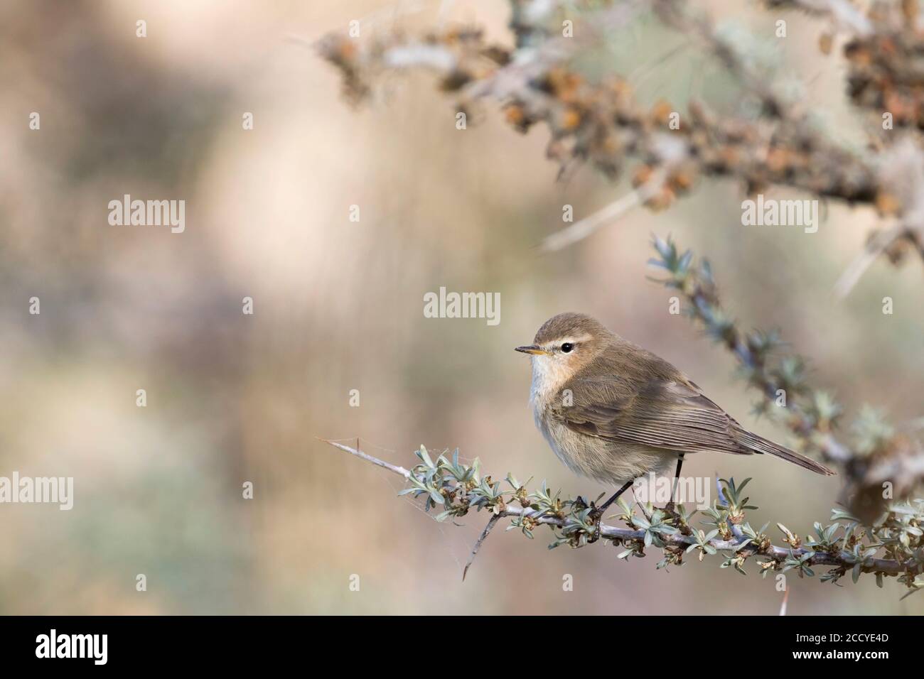 Mountain Chiffchaff (Phylloscopus sindianus ssp. sindianus) adult perched on a branch Stock Photo