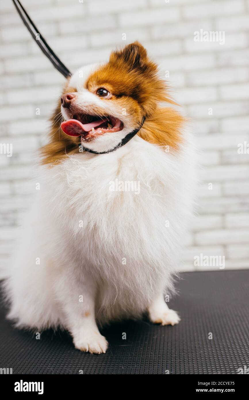 cute beautiful spitz pet sit on table, waiting for hair cutting at grooming  salon. grooming, hair cut and care of dogs, pet, domestic animals concept  Stock Photo - Alamy