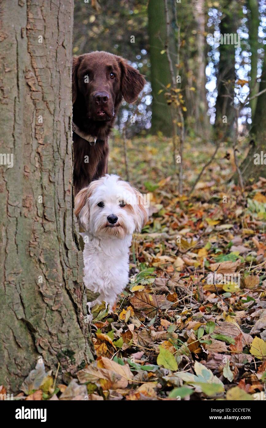 Two sitting dogs behind a tree Stock Photo - Alamy