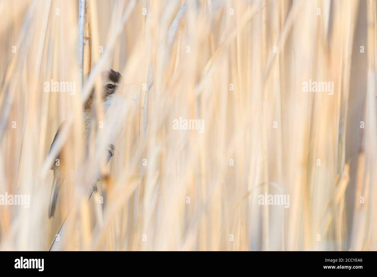 Moustached Warbler (Acrocephalus melanopogon) adult hidden in the reed Stock Photo