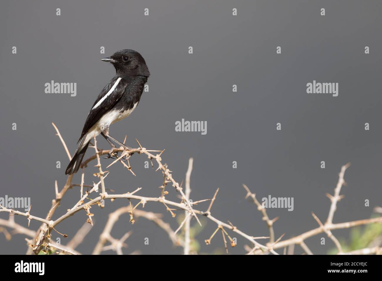 Pied Stonechat (Saxicola caprea rossorum), Tajikistan, adult male perched on a branch with blue background Stock Photo