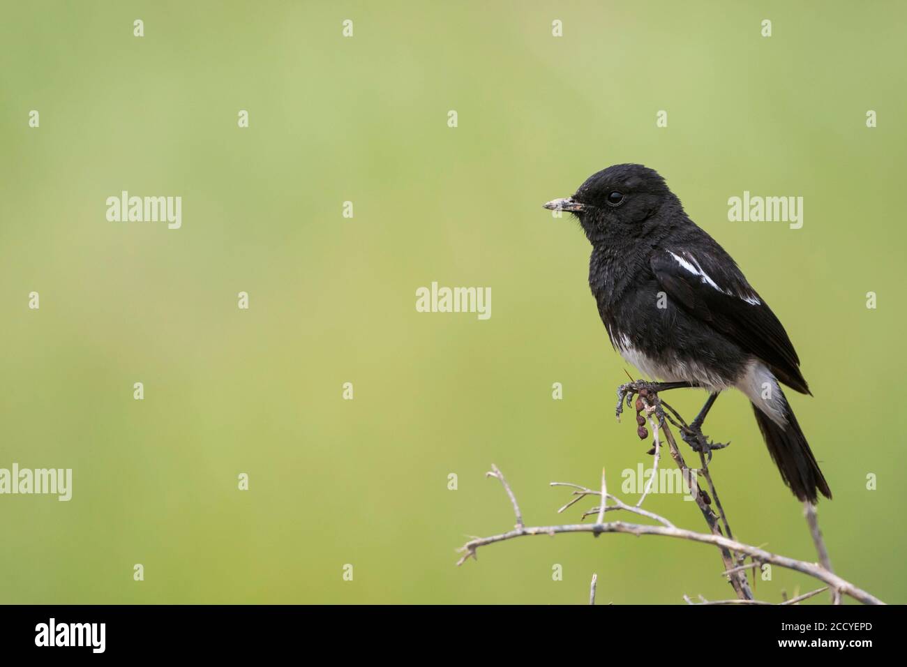 Pied Stonechat (Saxicola caprea rossorum), Tajikistan, adult male perched on a branch with green background Stock Photo