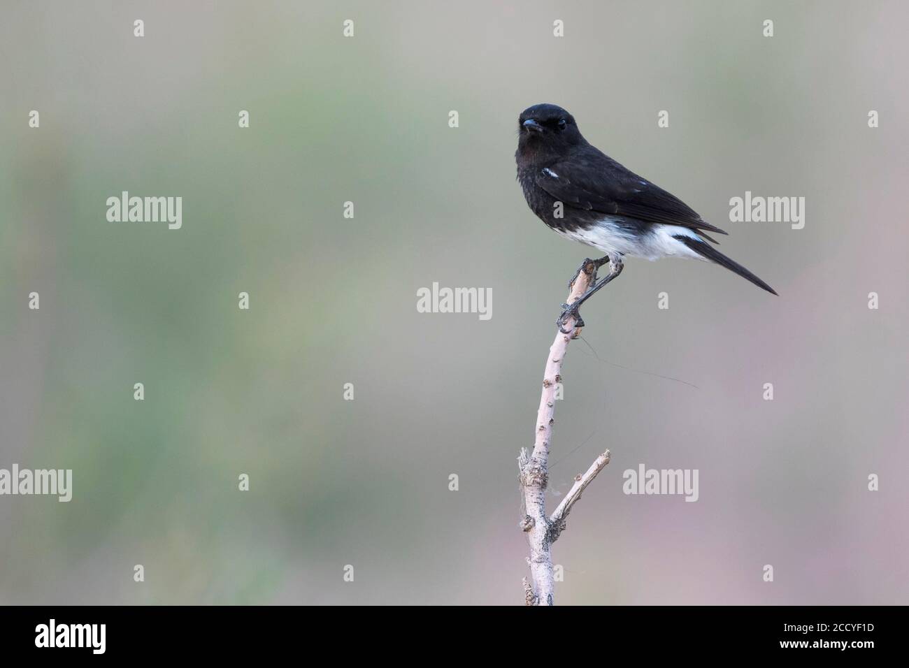Pied Stonechat (Saxicola caprea ssp. rossorum) Tajikistan, adult male perched on a branch with blue sky Stock Photo
