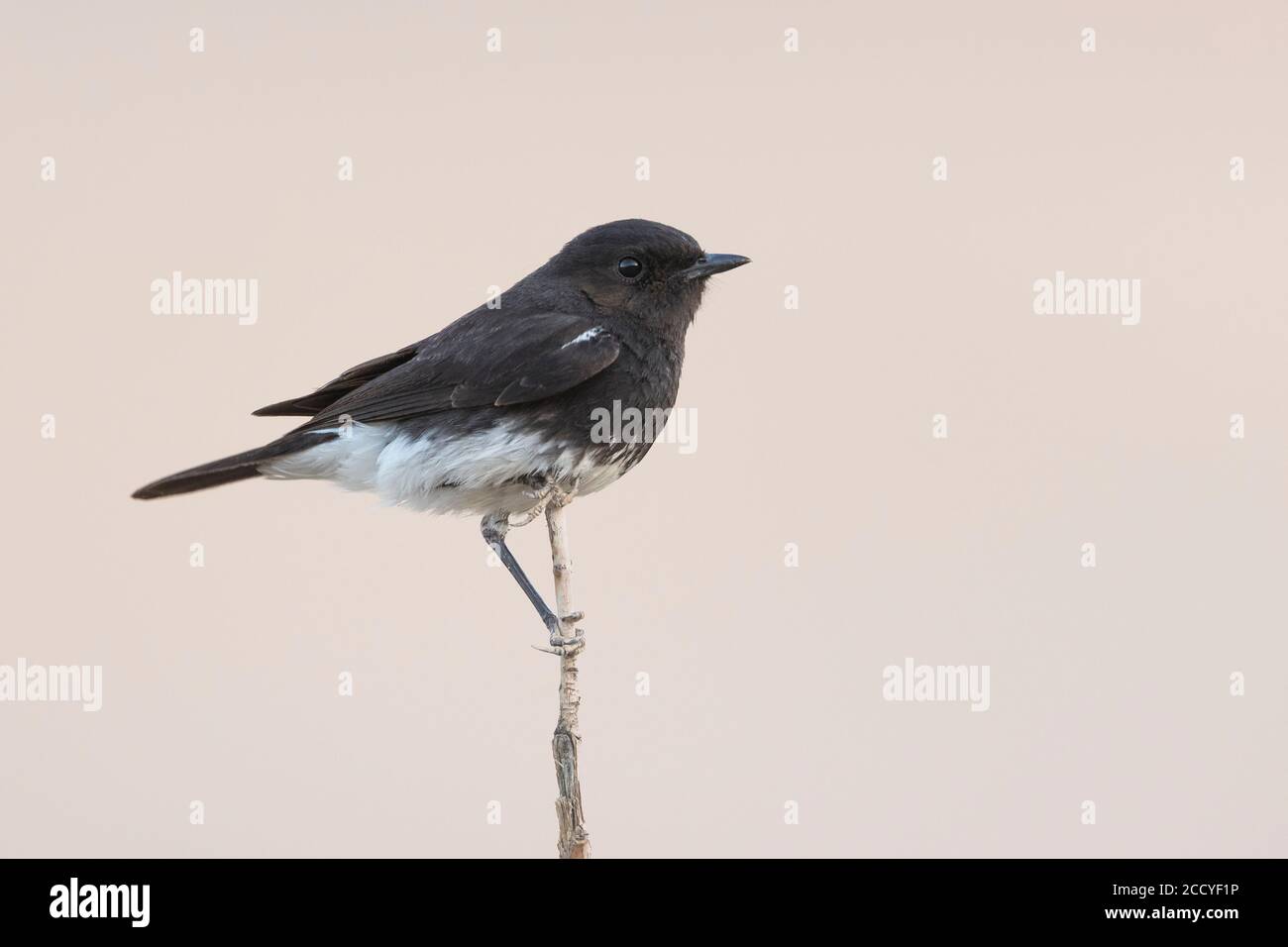 Pied Stonechat (Saxicola caprea ssp. rossorum) Tajikistan, adult male perched on a branch Stock Photo
