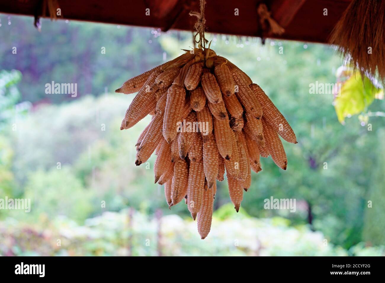 Hanging maize hi-res stock photography and images - Alamy