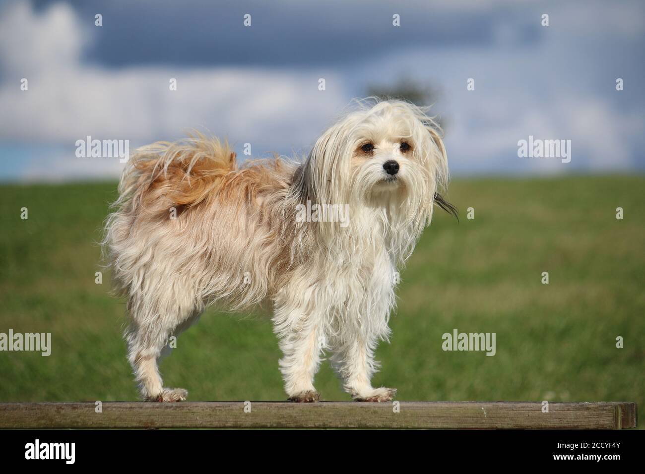 Cute chinese crested powderpuff dog playing in a park at daytime ...
