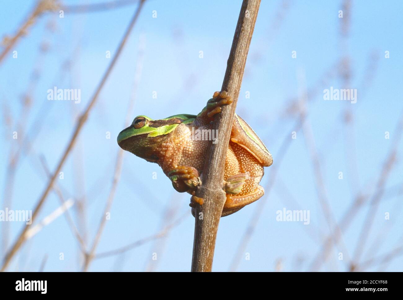 Greece. Lesbos. Wildlife. Amphibians. Tree frog. Stock Photo