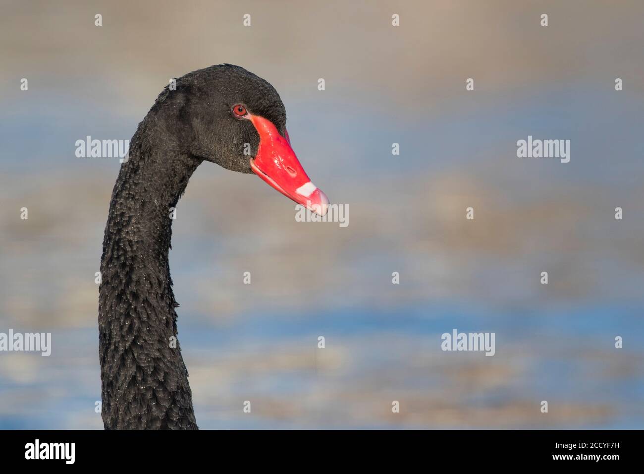 Adult Black Swan (Cygnus atratus) in closeup. Swimming in a lake in Germany. Escaped bird. Stock Photo