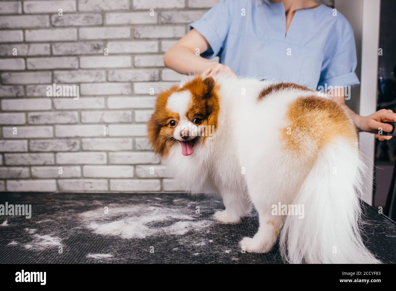 What Is The Procedure For Grooming A Dog