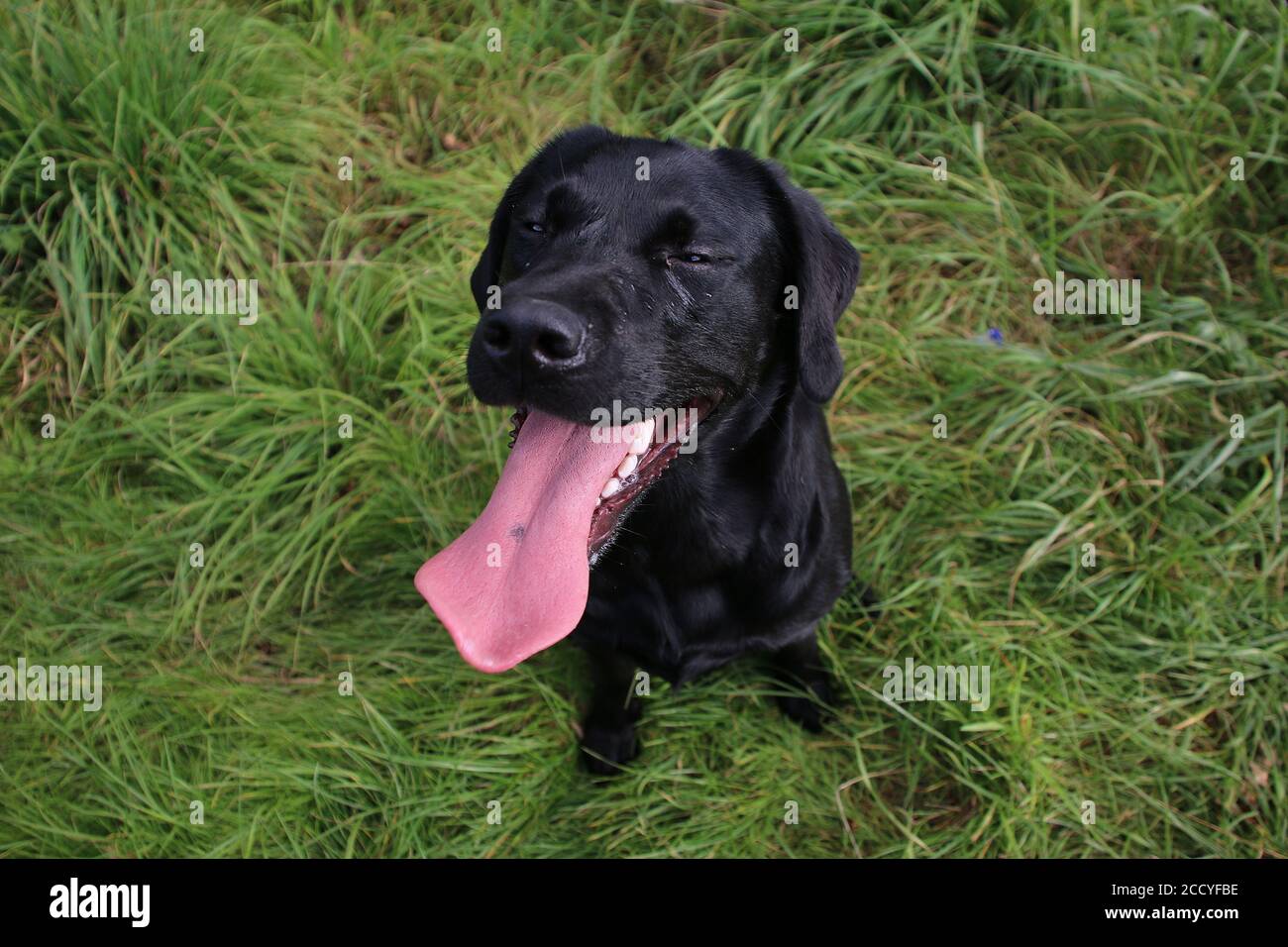 Crazy and very funny black labrador is playing with water Stock Photo - Alamy Crazy and very funny black labrador is playing with water Stock Photo - Alamy