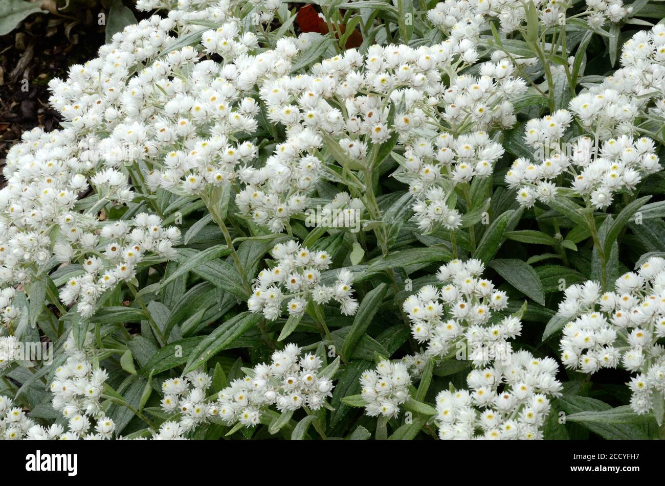 Anaphalis tripinervis Sommerschnee felt grey foliage topped with clusters of white everlasting daises daisy flowers Stock Photo