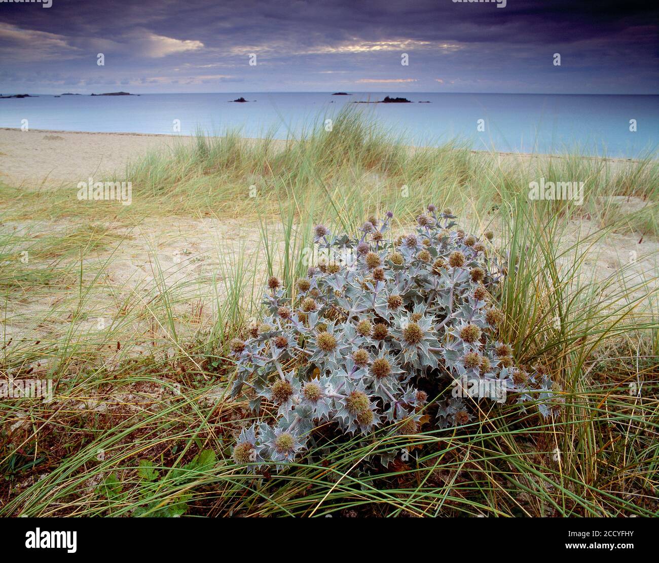 Guernsey. Herm Island. Shell Beach with clump of Sea Holly (Eryngium maritimum). Stock Photo