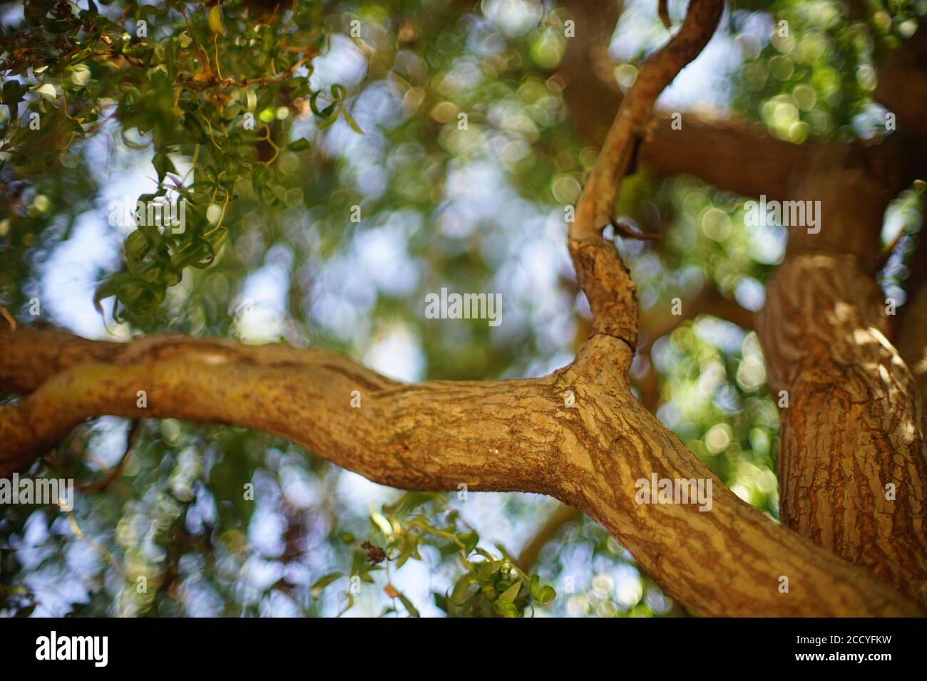 Weeping willow tree leaves bokeh hi-res stock photography and images ...