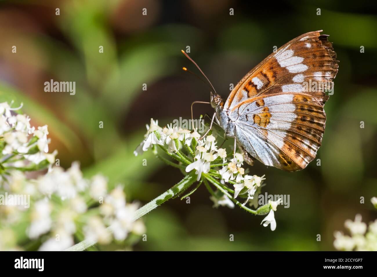 White Admiral (Limenitis camilla) in Germany. Foraging on white flowers with folded wings. Stock Photo