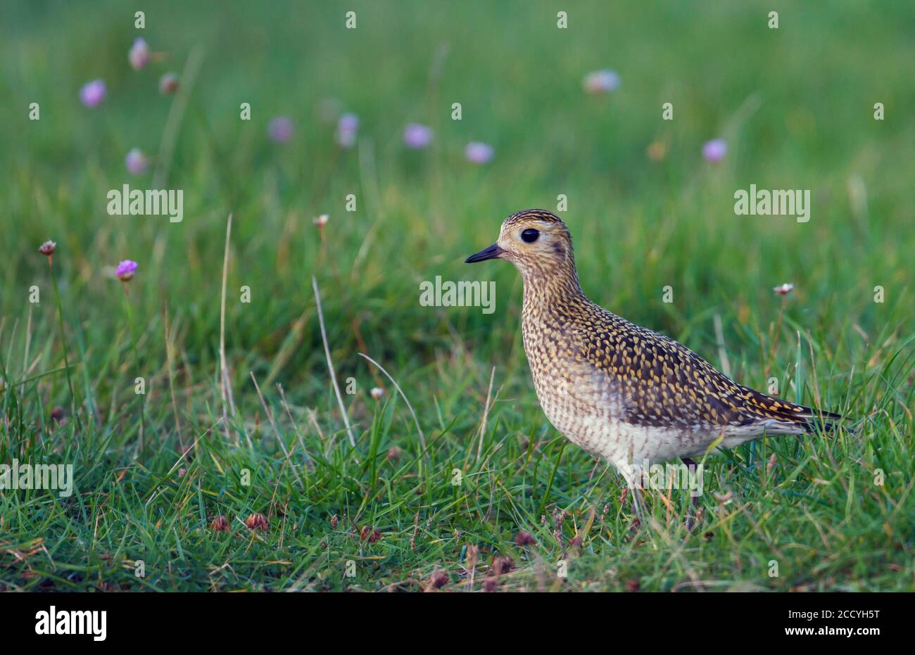 First-winter Eurasian Golden Plover (Pluvialis apricaria) in autumn plumage standing in green meadow in Germany. Stock Photo