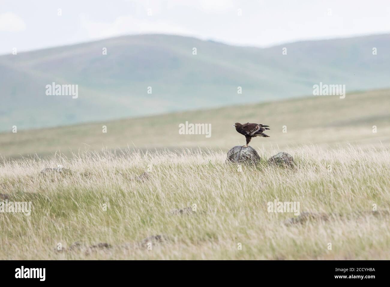 Second year Greater Spotted Eagle (Aquila clanga) in grassland steppes of Russia around lake Baikal. Stock Photo