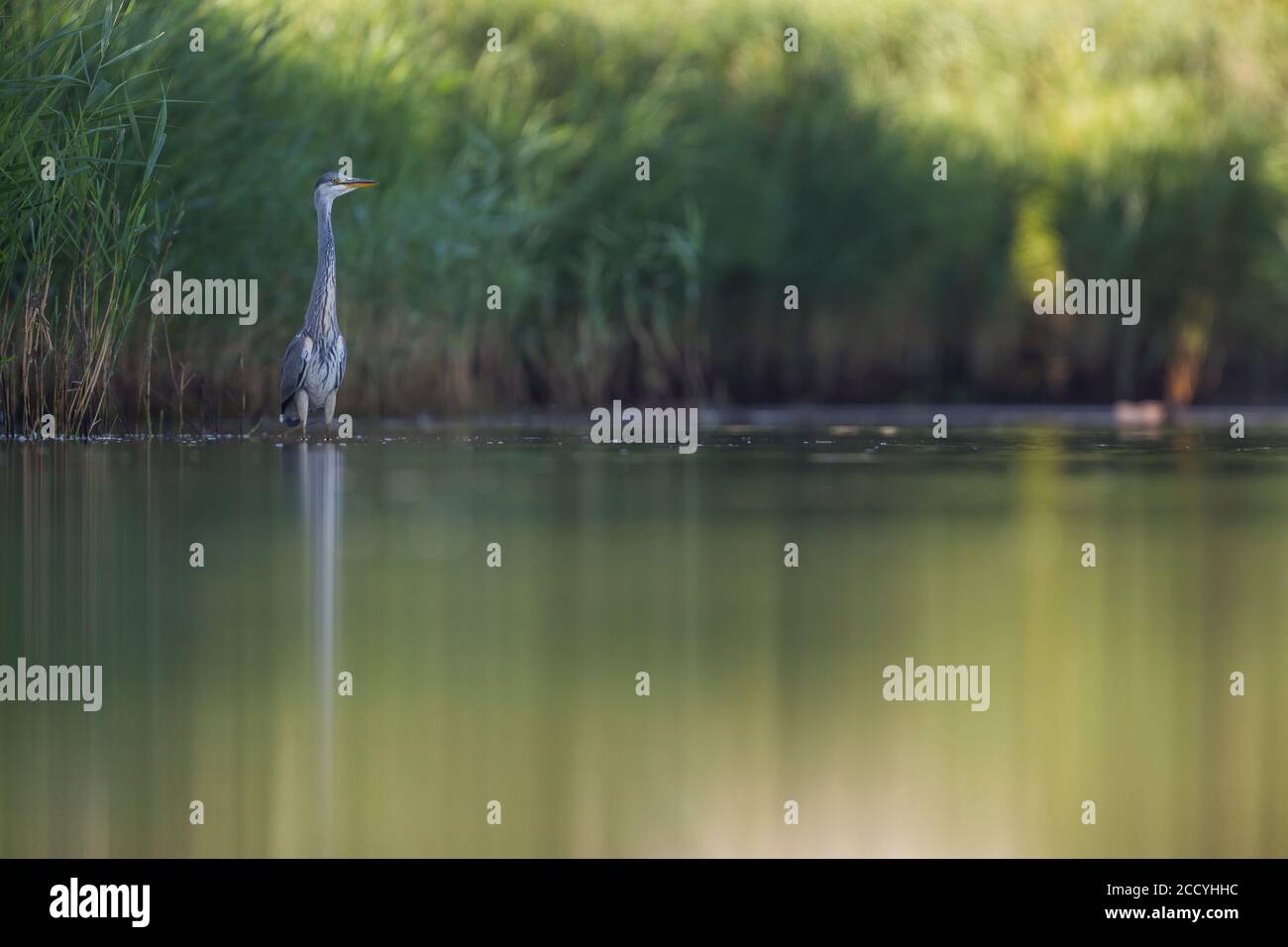 Grey Heron (Ardea cinerea) perched in water Stock Photo