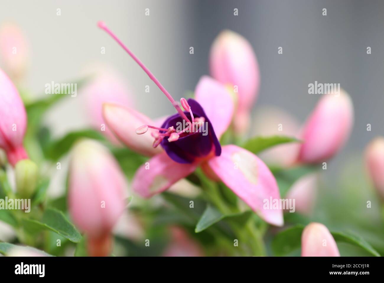 Closeup shot of beautiful Hummingbird Fuchsia flower Stock Photo