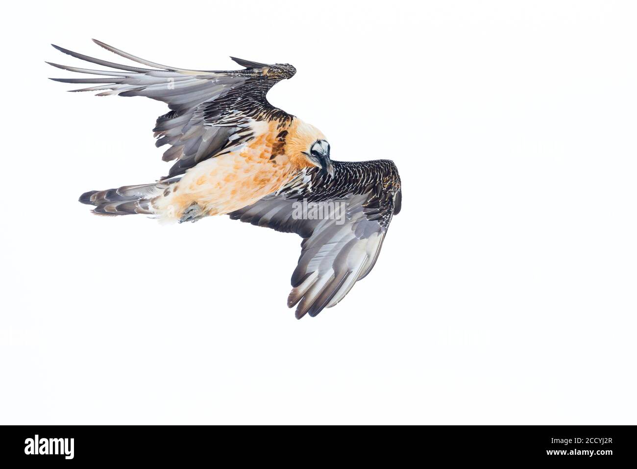 Adult Bearded Vulture (Gypaetus barbatus barbatus), in flight over snow-covered Alps in Switzerland. Also known as Lammergeier. Stock Photo