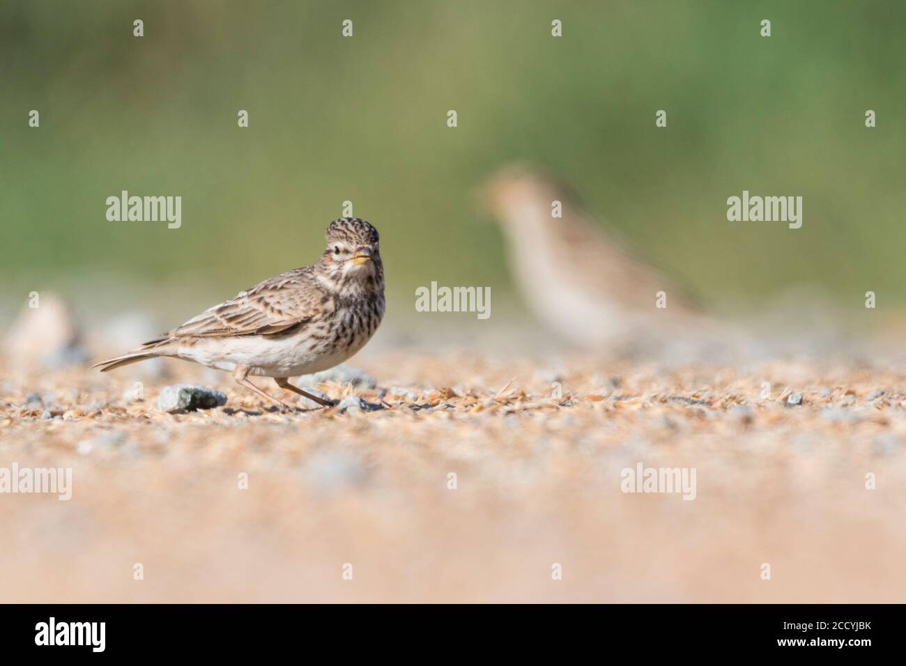 Adult Lesser Short-toed Lark (Alaudala rufescens apetzii) standing on ...