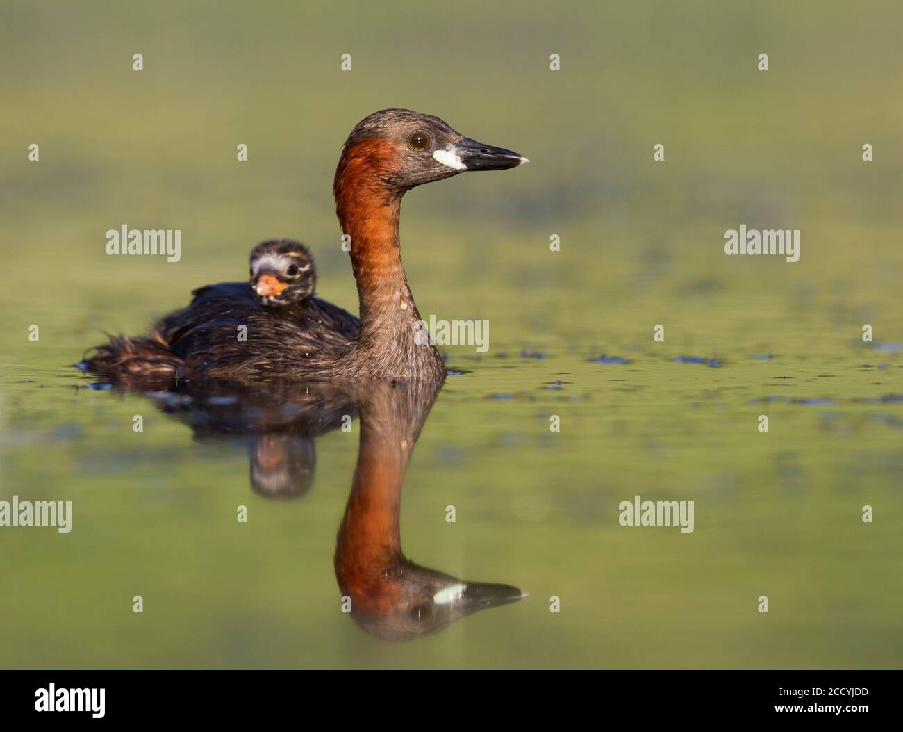 Adult Little Grebe (Tachybaptus ruficollis ruficollis) swimming on a lake in Germany together with a small chick. Stock Photo
