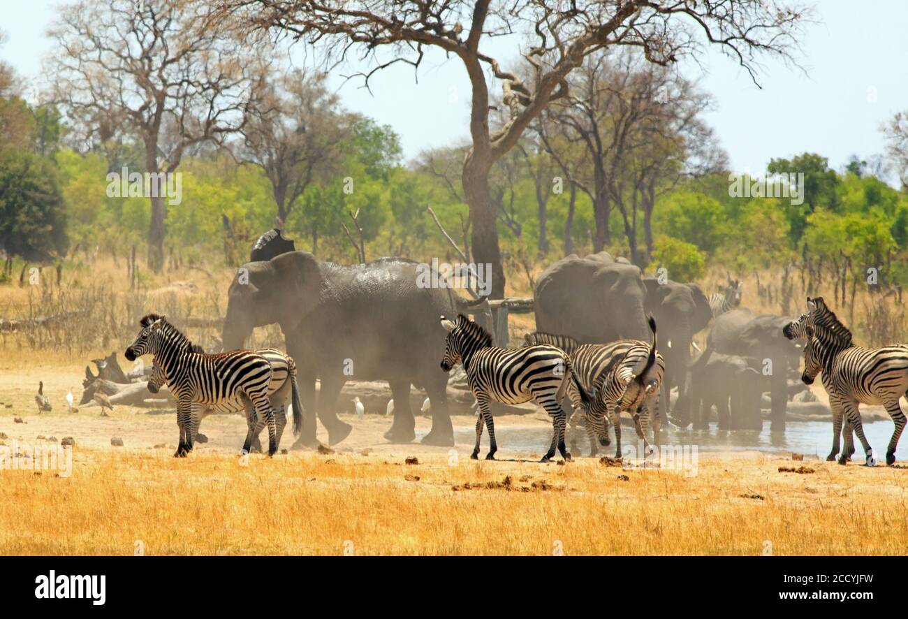 Large herd of elephants and zebras in a dust storm while at a waterhole in Hwange National Park, Zimbabwe, Southern Africa Stock Photo