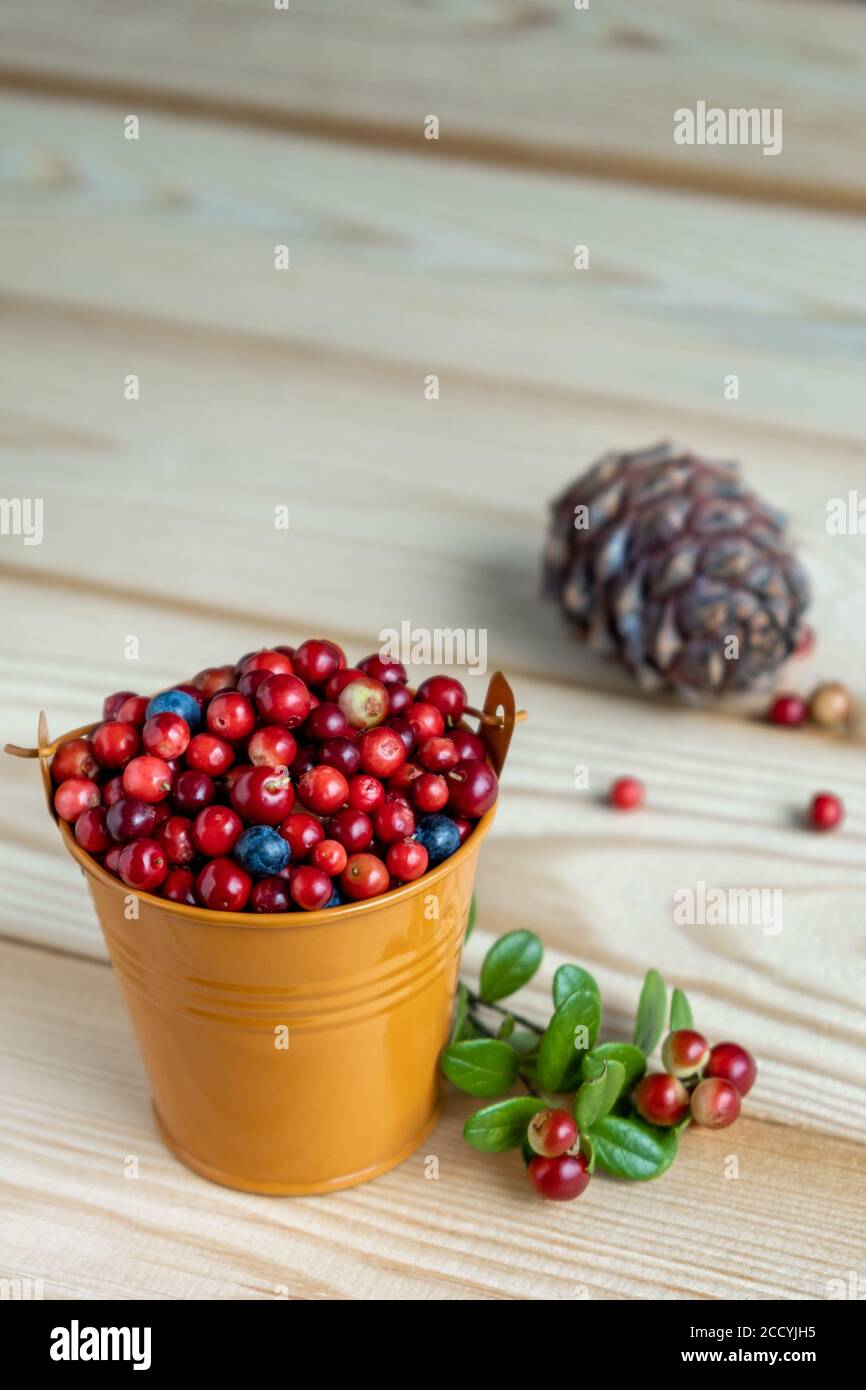 Ripe berries of lingonberry and blueberry in a decorative orange bucket on a wooden background. Lingonberry berries and twigs are scattered nearby. Stock Photo